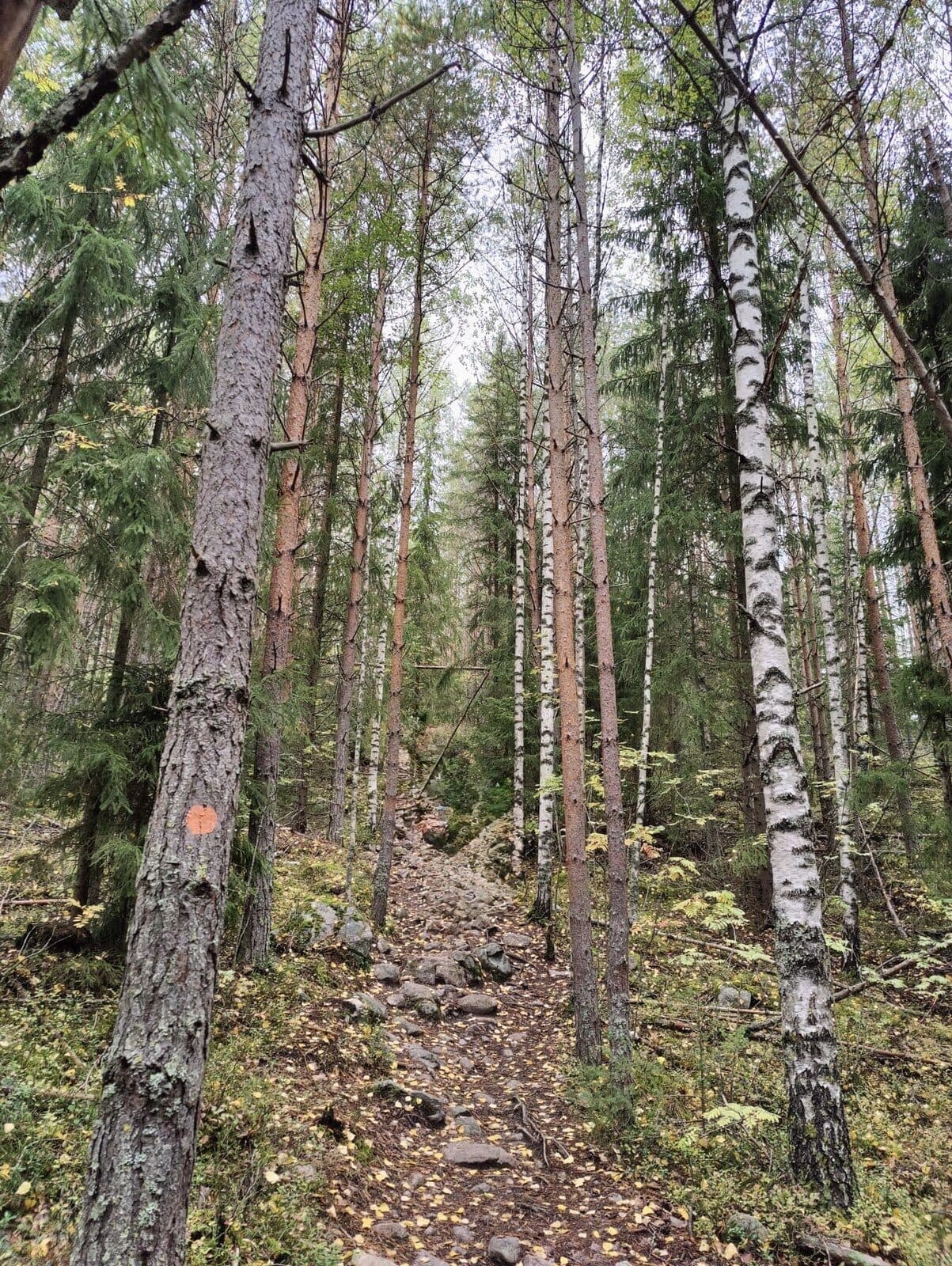 Finnish birch forest and lake landscape